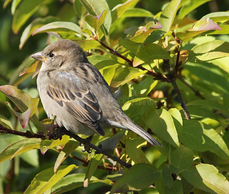 Piccolo Uccello Marrone in Albero Immagine Stock Immagine di seduta