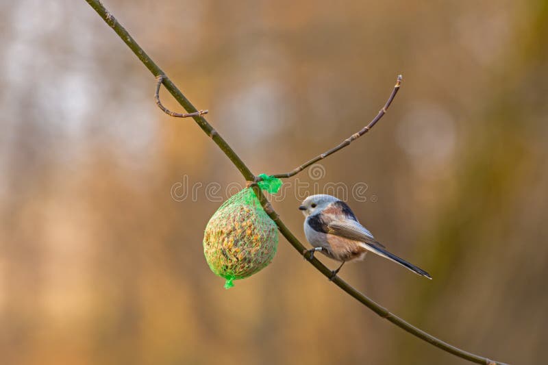 Piccolo uccello sul ramo immagine stock. Immagine di stagione 112706467