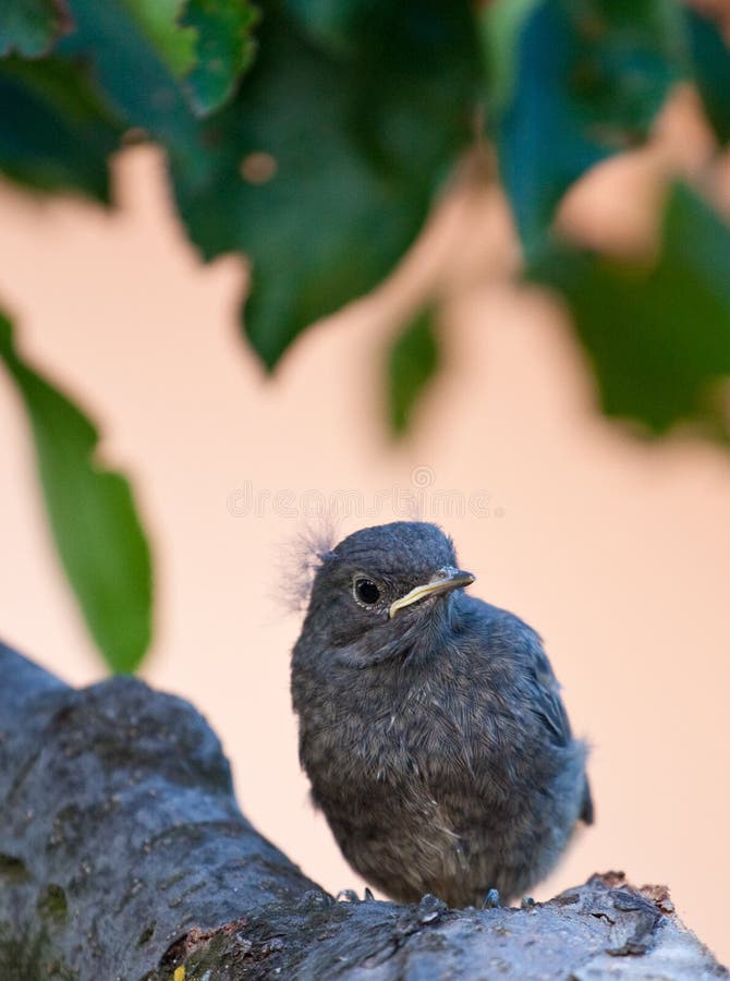Piccolo uccello sveglio immagine stock. Immagine di fauna 12062485