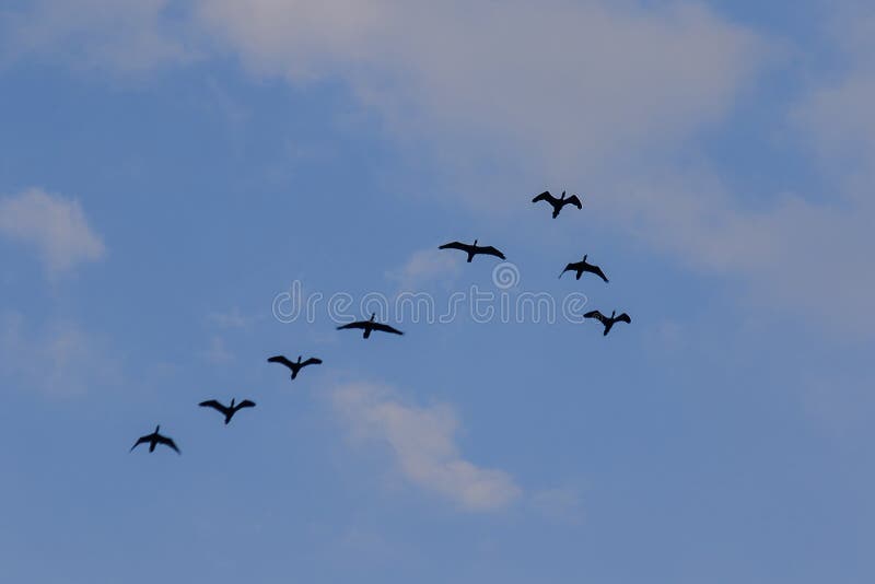 Piccolo volo del cormorano nel cielo fotografia stock Piccolo volo del cormorano nel cielo fotografia stock