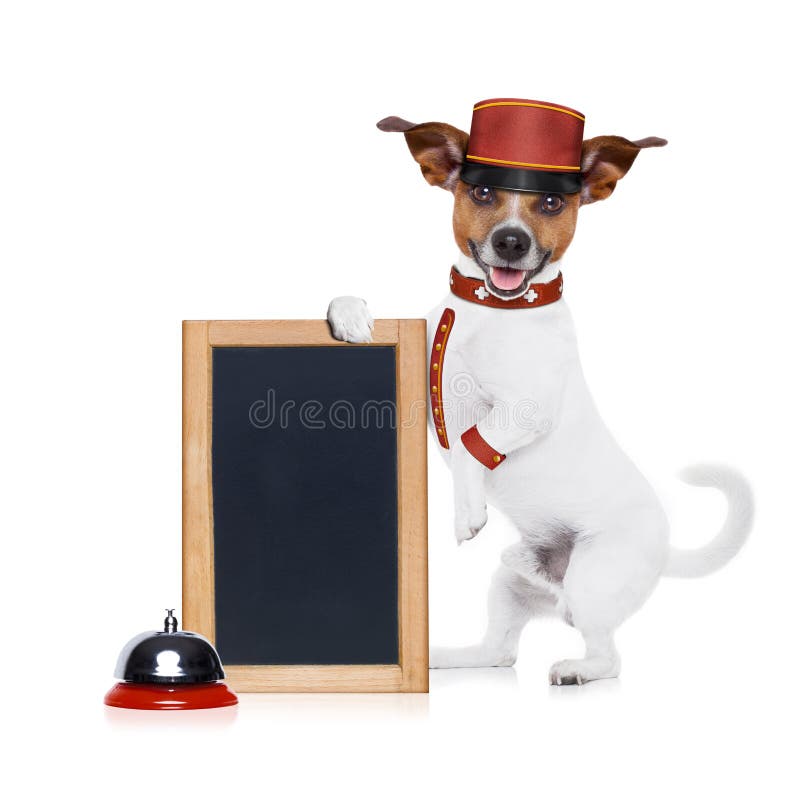 Jack russell bellboy dog holding a blank and empty blackboard at hotel, where pets are welcome and allowed,isolated on white background. Jack russell bellboy dog holding a blank and empty blackboard at hotel, where pets are welcome and allowed,isolated on white background