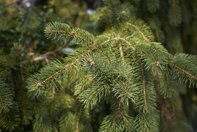 Picea abies branch close up royalty free stock image