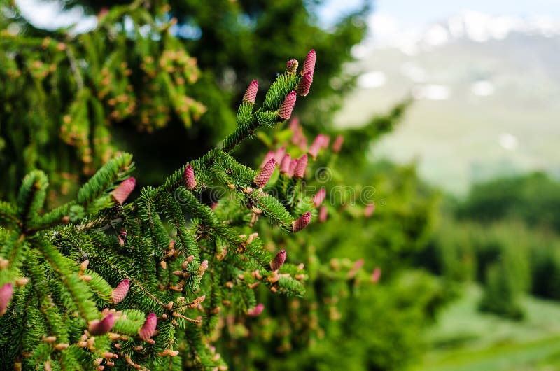 Picea abies cones stock image
