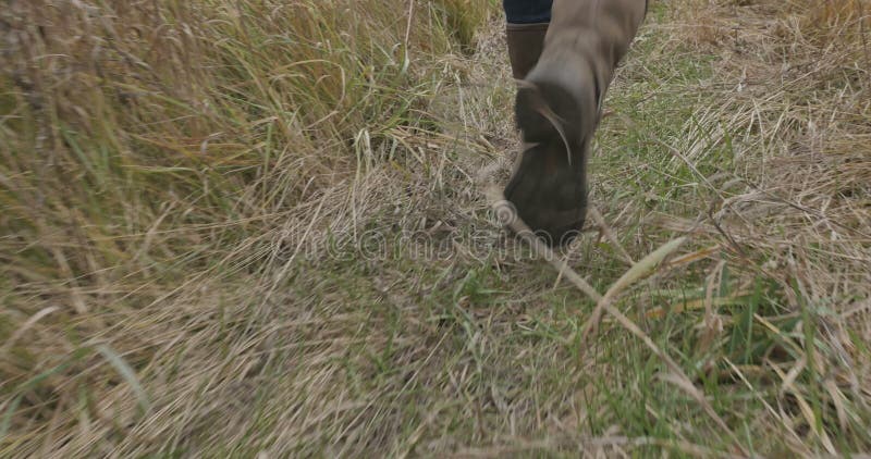 Picioare de femeie în picioare de pe șosea. stock footage