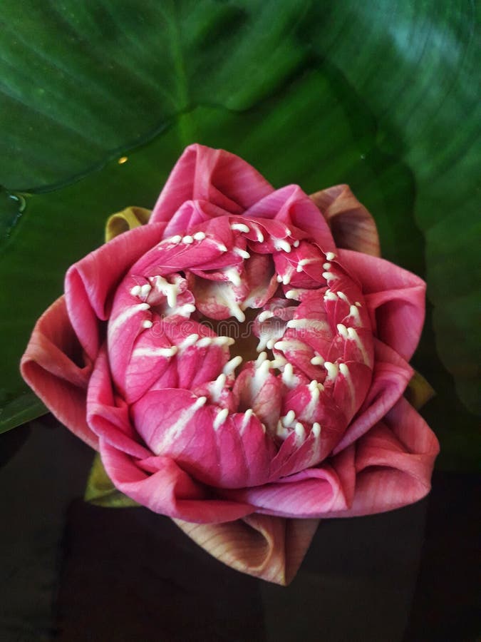 Lotus Asia