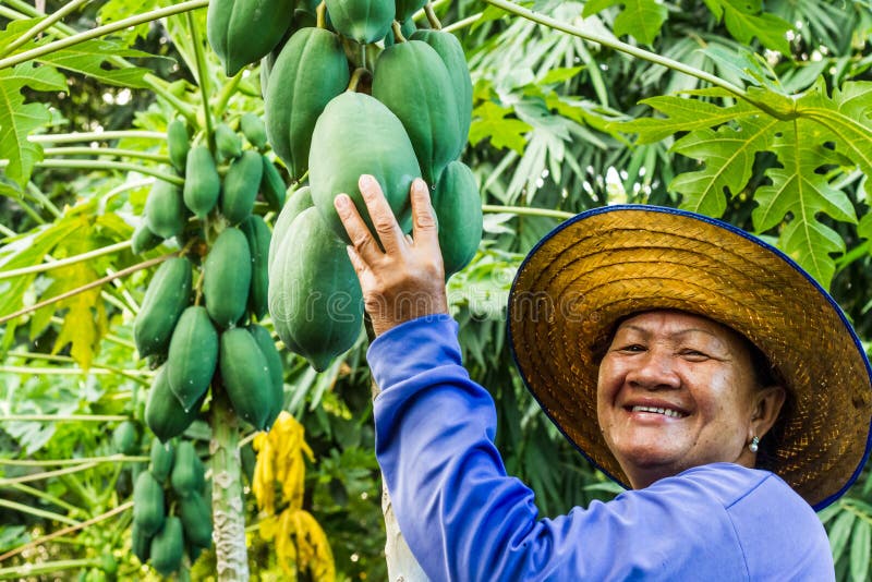 Pick up fruit stock photo. Image of fruit, gardener, delicious 44044780