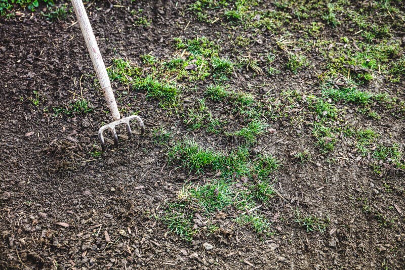 Pickaxe or Rake on Withered and Disease Grass Stock Photo Image of