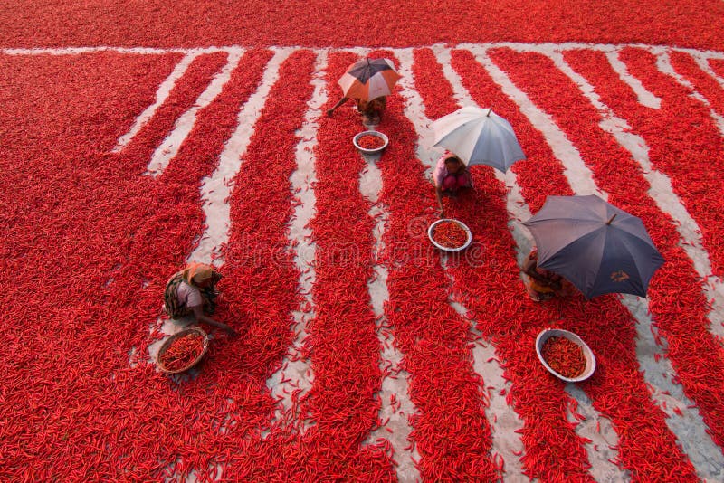 Thousands of bright red chilli peppers are harvested in the hot sun before being sorted ready to be delivered to spice companies in the Sariakandi, Bogura, Bangladesh. More than 2,000 people work in almost 100 chilli farms in Bogura in Bangladesh to supply local spice companies with chillies for use in their recipes. Chilli peppers are a major part of the Bengali cuisine popular in Bangladesh and are used as part of a combination of spices for various meat dishes, including chicken and beef. Thousands of bright red chilli peppers are harvested in the hot sun before being sorted ready to be delivered to spice companies in the Sariakandi, Bogura, Bangladesh. More than 2,000 people work in almost 100 chilli farms in Bogura in Bangladesh to supply local spice companies with chillies for use in their recipes. Chilli peppers are a major part of the Bengali cuisine popular in Bangladesh and are used as part of a combination of spices for various meat dishes, including chicken and beef.