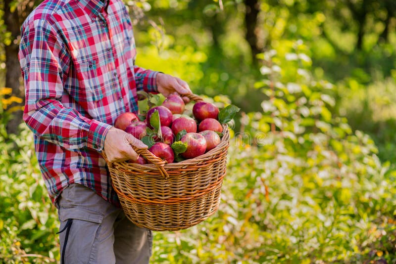 Picking apples. A man with a full basket of red apples in the garden