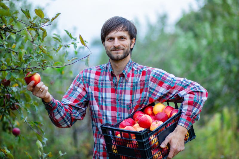 Picking apples. A man with a full basket of red apples in the garden royalty free stock photography Picking apples. A man with a full basket of red apples in the garden royalty free stock photography