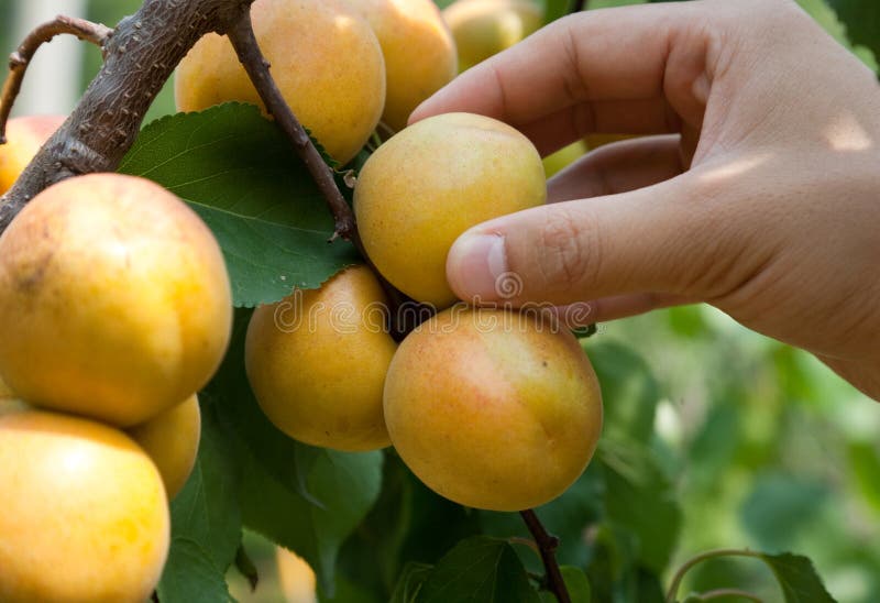 Apricots stock image. Image of orchards, orange, apricots 5819895