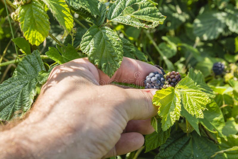 Picking Blackberries Fruit with His Left Hand Stock Image Image of rubus, agriculture 57444487