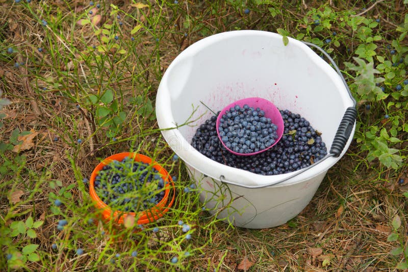 Picking blueberries stock image. Image of harvest, berries 32873749