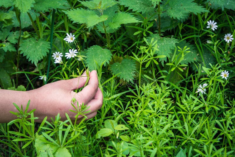 Picking a Bunch of Wildflowers Stock Photo Image of bright, field