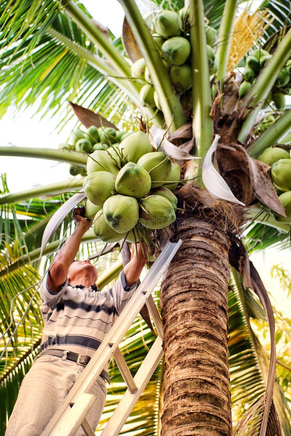 Picking Coconut editorial stock image. Image of family 49948589