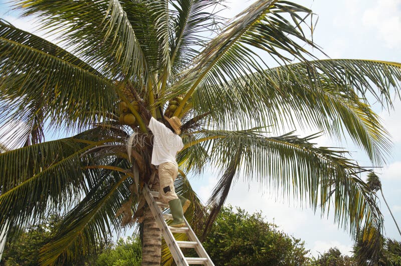 Picking coconuts stock photo. Image of coconut, picking 20940372
