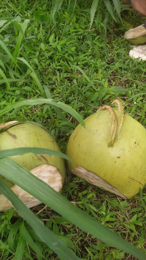 124 Picking Coconuts Stock Photos Free & RoyaltyFree Stock Photos