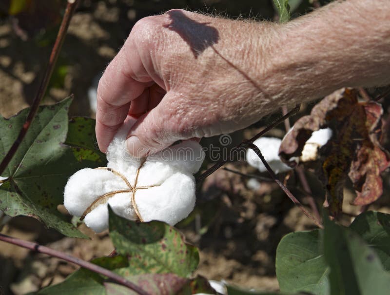 Picking Cotton stock photo. Image of field, cotton, thread 6590688