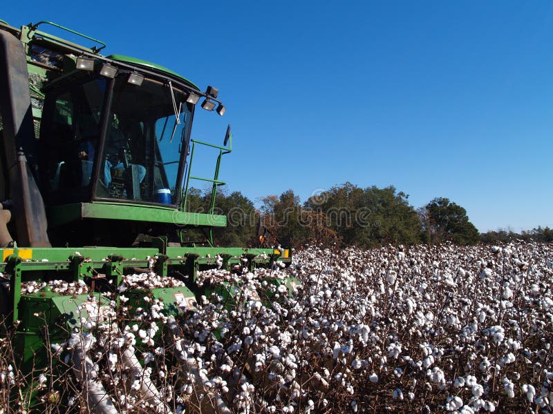 Picking Cotton Closeup stock photo. Image of agriculture 7997862