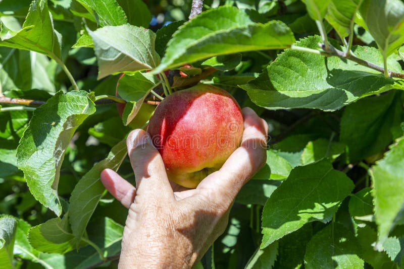 Picking Delicious Elstar and Gala Apples at the Apple Tree Stock Photo