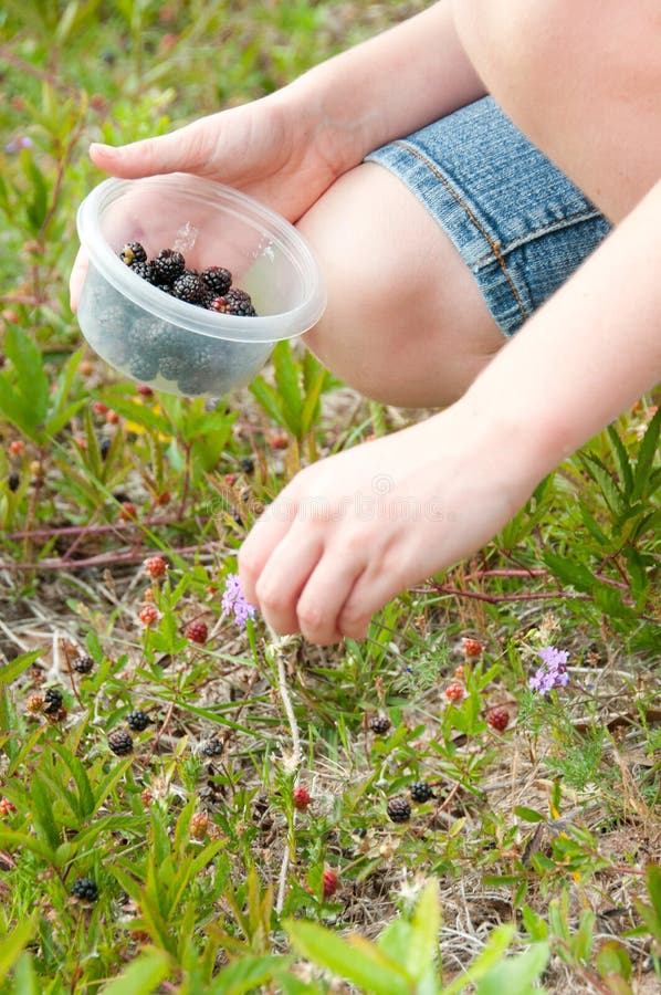 Picking fresh berries stock photo. Image of summer, black 19214644