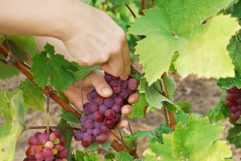Picking grapes stock photo. Image of ripe, worker, harvesting 11108582