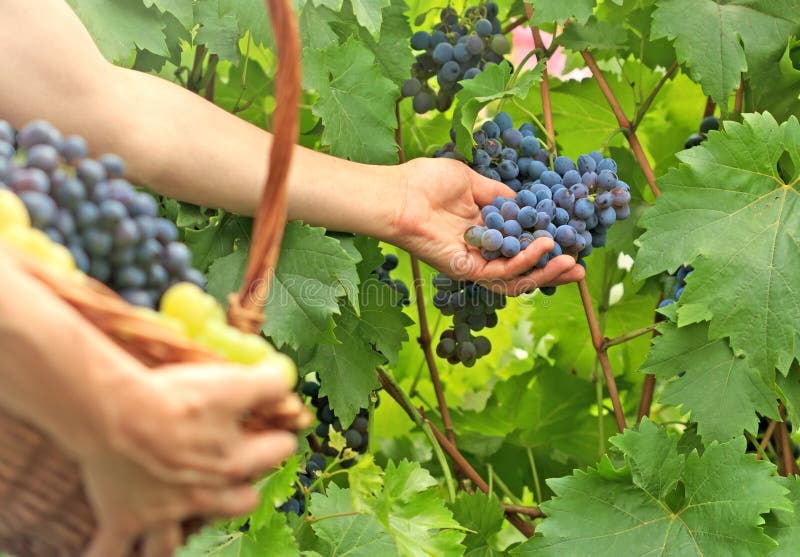 Picking grapes