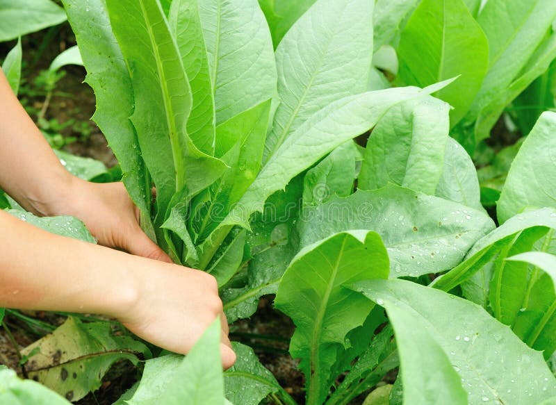 Hands Picking Green Indian Lettuce Vegetable Garden Stock Photos Free