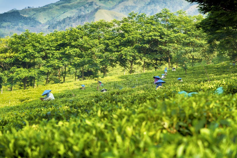 Picking Green Tea in Indonesia Editorial Image Image of picking