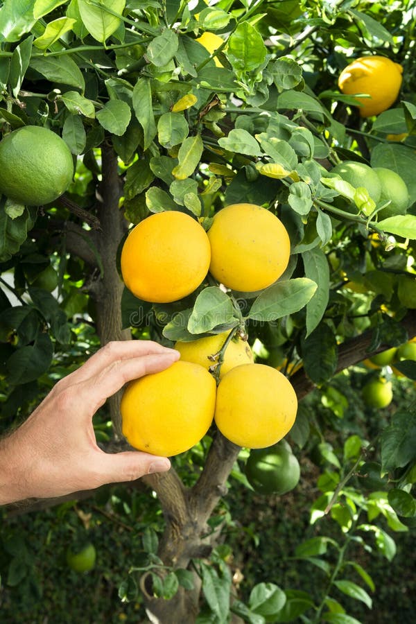 Picking lemons from tree stock image. Image of snip, yellow 62694415