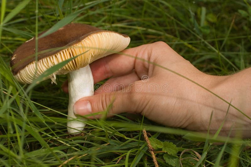 Picking up mushroom stock image. Image of organic, foods 15240095