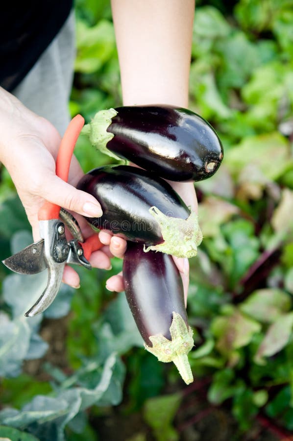 Hand Picking Eggplant From The Plant In Vegetable Garden Stock Image