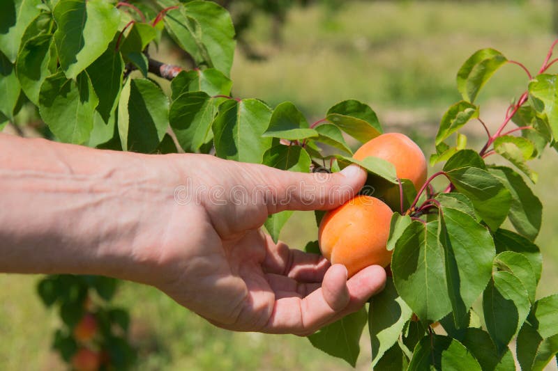 Picking peaches stock photo. Image of summer, tree, sunshine 53619992