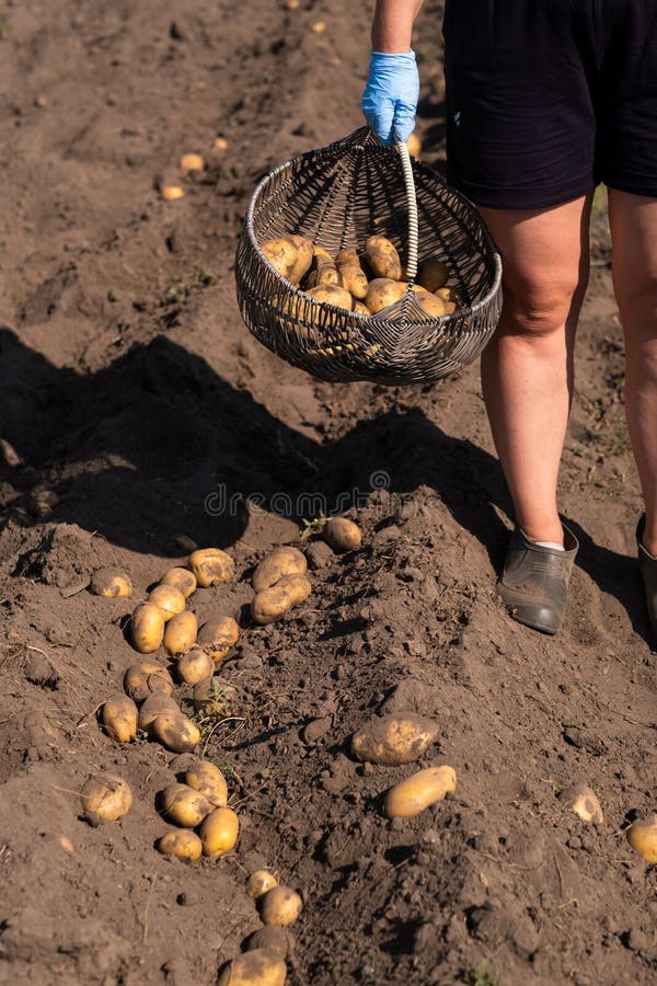 Picking Potatoes on the Field Manually. a Man Harvests Potatoes on