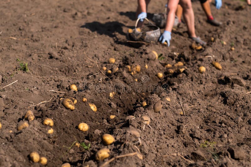 Picking Potatoes on the Field Manually. a Man Harvests Potatoes on
