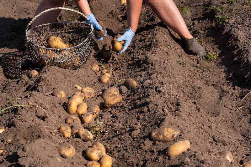 Picking Potatoes on the Field Manually. a Man Harvests Potatoes on