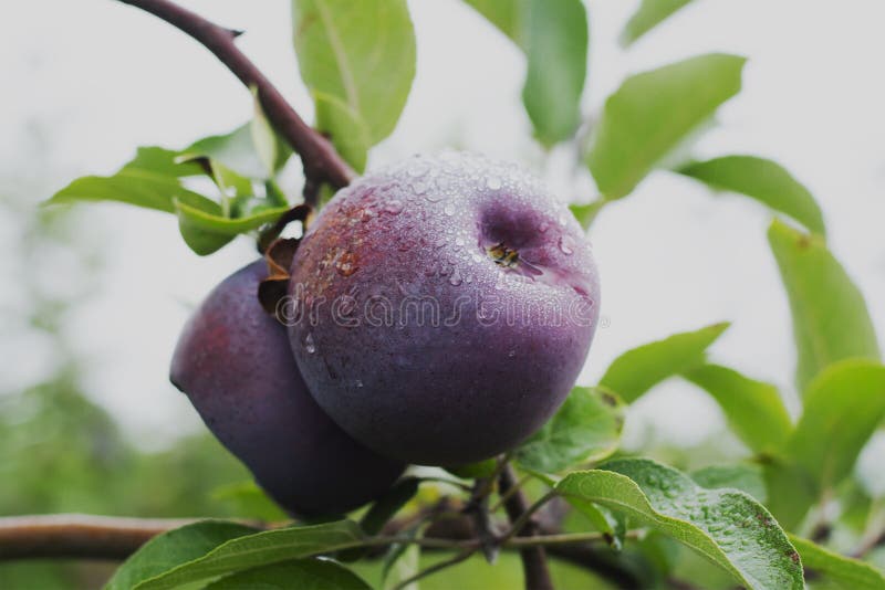 Picking Red Delicious Apples Out on a Beautiful Day Stock Photo Image