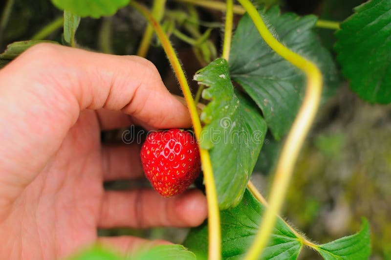 Hand picking single fresh red strawberry from plant. Hand picking single fresh red strawberry from plant.