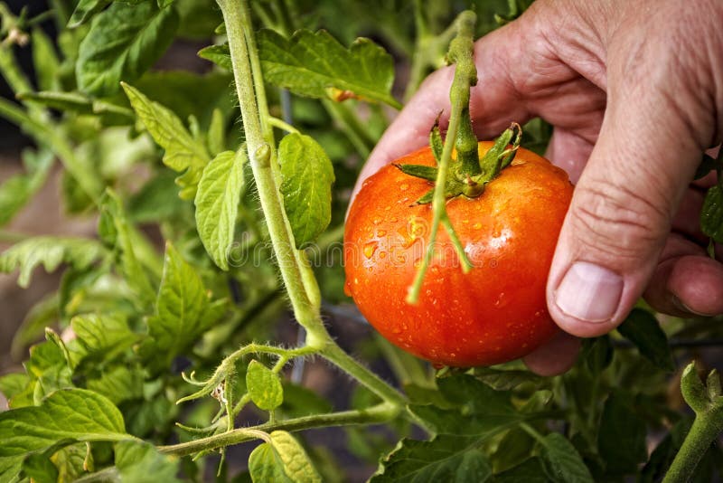 Picking a Rip Tomato Off the Vine Stock Image Image of vine
