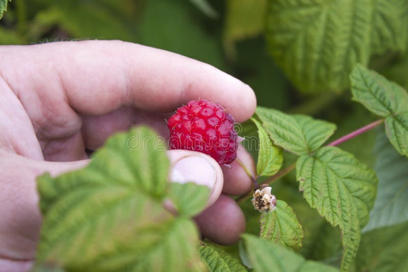 Picking Rubus idaeus royalty free stock photo