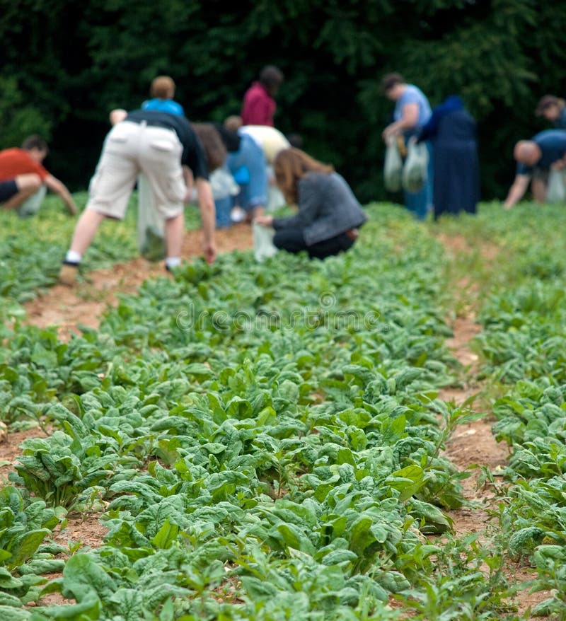 Picking Spinach