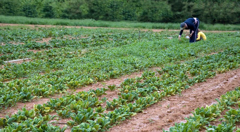 Picking Spinach