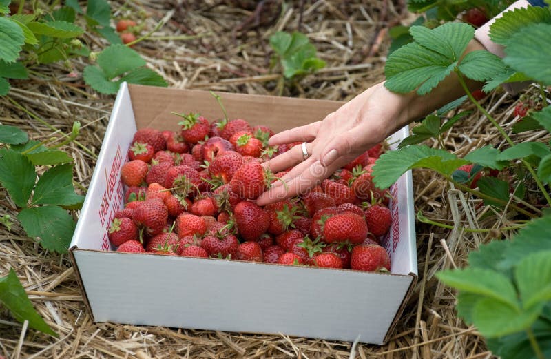 Picking Strawberries Picture. Image 9706428
