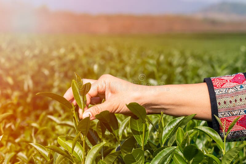 Picking Tip of Green Tea Leaf by Hand on Tea Plantation Stock Image