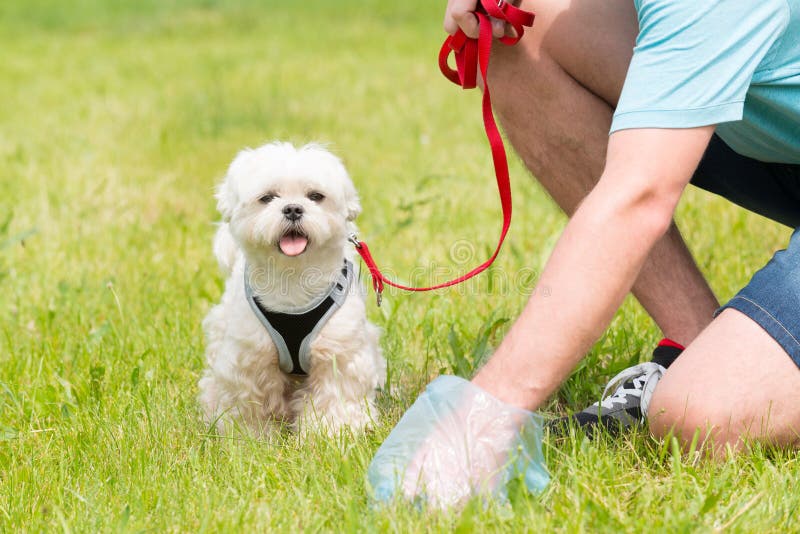 Picking up dog poop stock images Picking up dog poop stock images