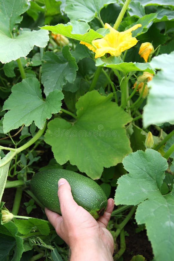Picking up zucchini stock photo. Image of organic, hand 30640218