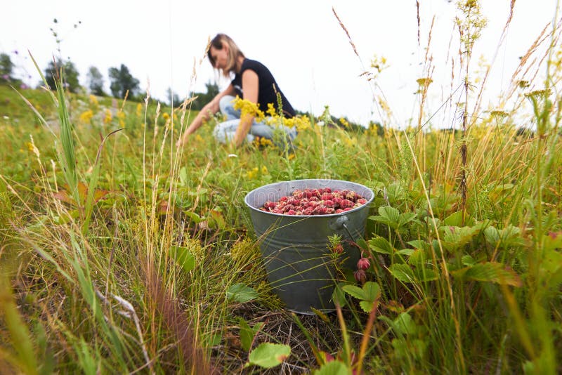 Picking wild strawberries in a forest field