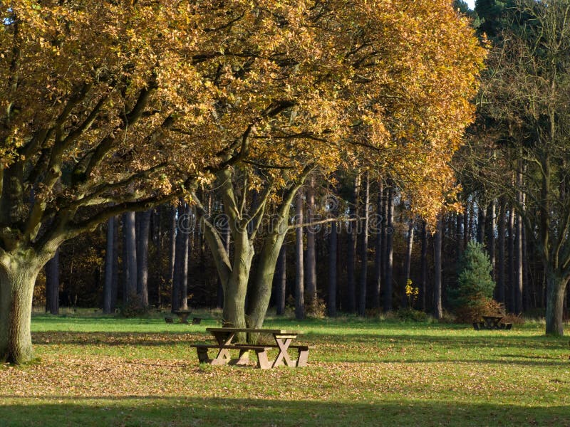 Picnic