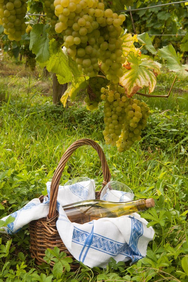 Picnic in a vineyard stock photo Picnic in a vineyard stock photo