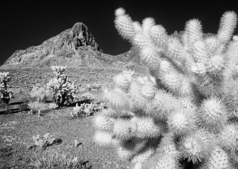 Stark black and white contrast, desert Cholla cactus and Boundary Cone Peak in the Black Mountains of Arizona. Stark black and white contrast, desert Cholla cactus and Boundary Cone Peak in the Black Mountains of Arizona